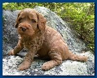 Bries puppies 4 weeks old outside rocks 028