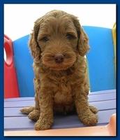 Bries puppies 5 weeks outside playground 012