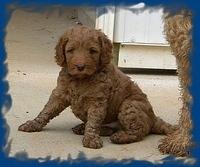 Bries puppies 5 weeks outside playground 2 015