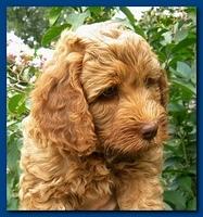 Bries puppy faces 7 weeks 003