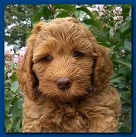 Bries puppy faces 7 weeks 005