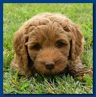 Bries puppy faces 7 weeks 011