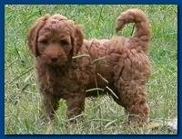 Bries puppy faces 7 weeks and play 006