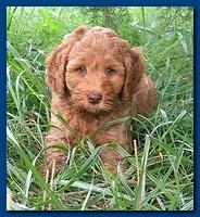 Bries puppy faces 7 weeks and play 008