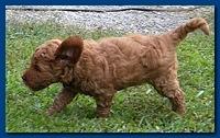 Bries pups outside early morning playing 6 weeks old 008