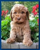 Bries pups outside early morning playing 6 weeks old 045