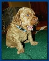 Gizzie Roux puppies 4 weeks old eating and playtime 026