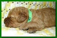 Bries puppies 2 weeks old yellow blanket 025