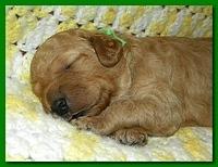 Bries puppies 2 weeks old yellow blanket 026