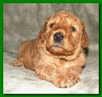 Bries puppies 3 weeks old 027