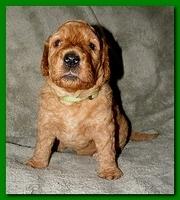 Bries puppies 3 weeks old 028
