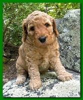 Bries puppies 4 weeks old outside rocks 003