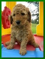 Bries puppies 5 weeks outside playground 015