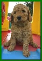 Bries puppies 5 weeks outside playground 017