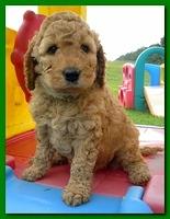 Bries puppies 5 weeks outside playground 018
