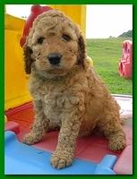 Bries puppies 5 weeks outside playground 019
