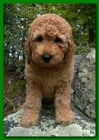 Bries puppies 8 weeks old going home blue boy Josie 002