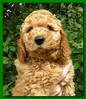 Bries puppy faces 7 weeks 008