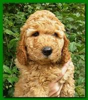 Bries puppy faces 7 weeks 013