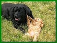 Bries puppy faces 7 weeks and play 003