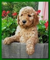 Bries pups outside early morning playing 6 weeks old 033