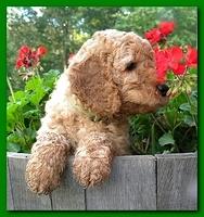 Bries pups outside early morning playing 6 weeks old 041