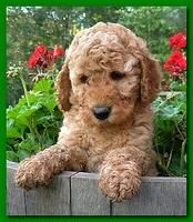 Bries pups outside early morning playing 6 weeks old 042