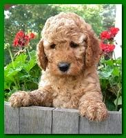 Bries pups outside early morning playing 6 weeks old 043