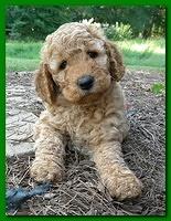 Bries pups outside early morning playing 6 weeks old 061
