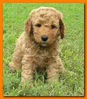 Bries puppies 5 weeks outside playground 044
