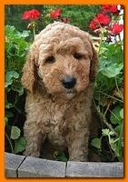 Bries pups outside early morning playing 6 weeks old 038
