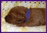 Bries puppies 2 weeks old yellow blanket 061