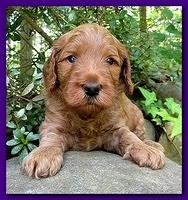 Bries puppies 4 weeks old outside rocks 045