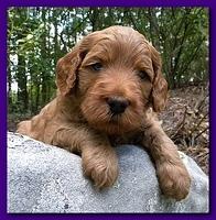 Bries puppies 4 weeks old outside rocks 058