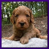 Bries puppies 4 weeks old outside rocks 060