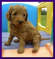 Bries puppies 5 weeks outside playground 053