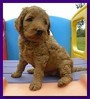 Bries puppies 5 weeks outside playground 054