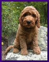 Bries puppies 9 weeks old going home Purple girl Crimson 002