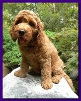 Bries puppies 9 weeks old going home Purple girl Crimson 005