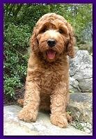 Bries puppies 9 weeks old going home Purple girl Crimson 006