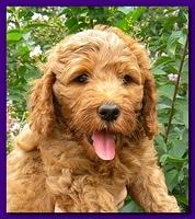 Bries puppy faces 7 weeks 033