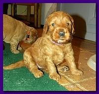 Gizzie Roux puppies 4 weeks old eating and playtime 019