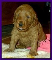 Gizzie Roux puppies 4 weeks old eating and playtime 033