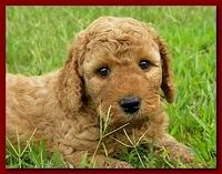 Bries puppies 5 weeks outside playground 047