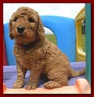 Bries puppies 5 weeks outside playground 048