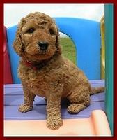 Bries puppies 5 weeks outside playground 049