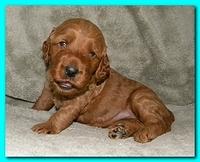 Bries puppies 3 weeks old T 001