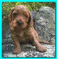 Bries puppies 4 weeks old outside rocks 011