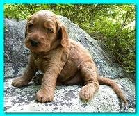 Bries puppies 4 weeks old outside rocks 014