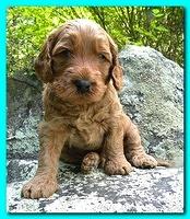 Bries puppies 4 weeks old outside rocks 018